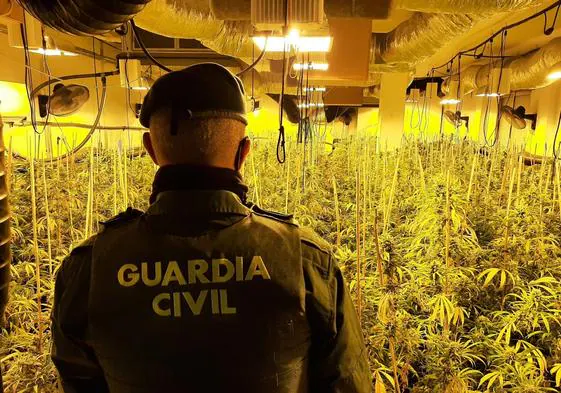 Marihuana incautada durante la operación en Granada