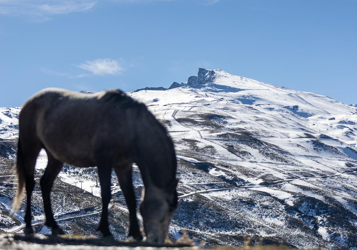 Las espectaculares imágenes de unos caballos en Sierra Nevada