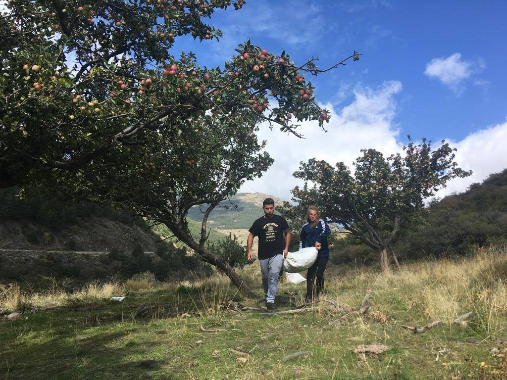 Imagen principal - Distintos momentos de recolección y peros alpujarreños en el árbol.