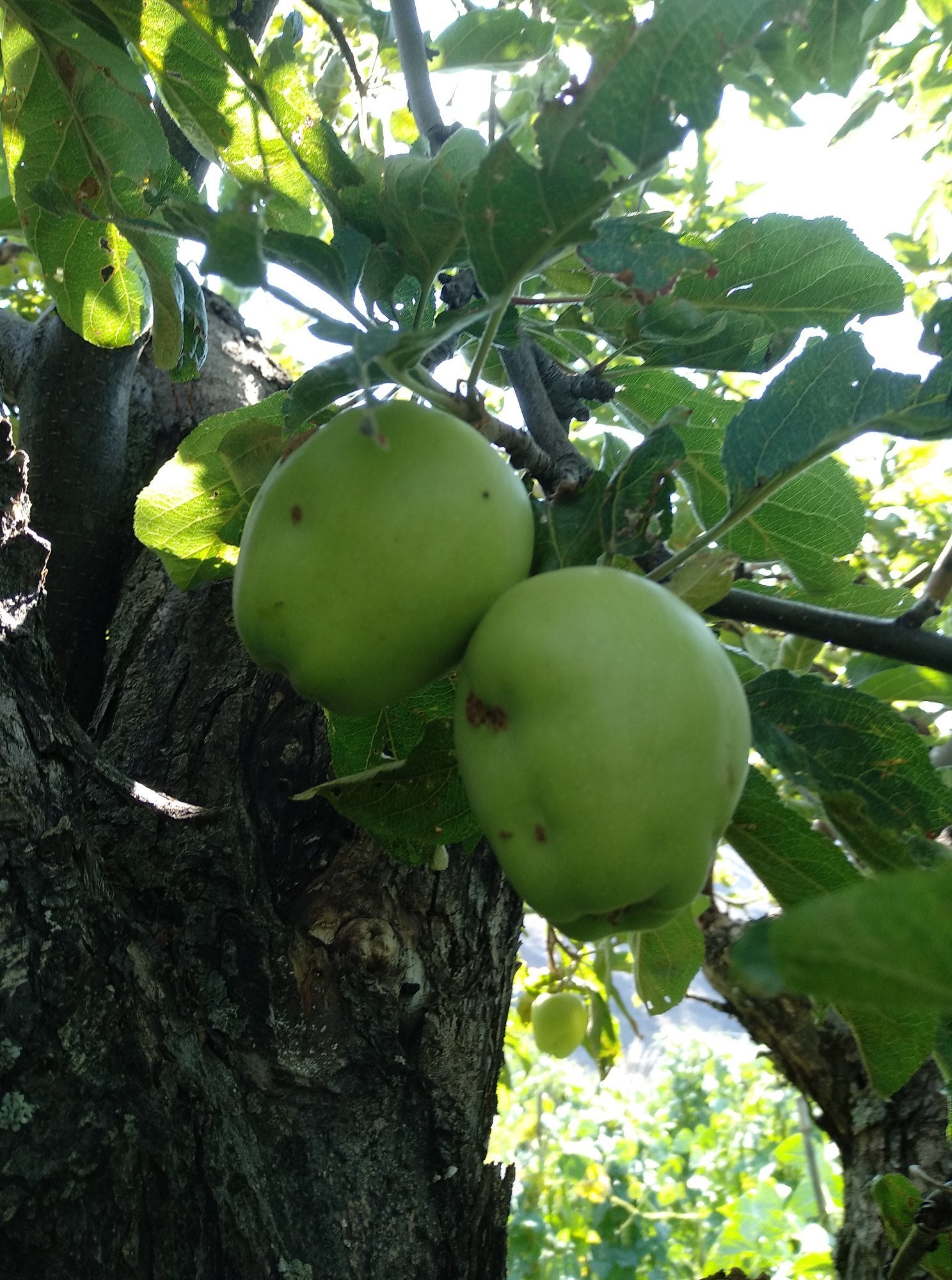 Imagen secundaria 2 - Distintos momentos de recolección y peros alpujarreños en el árbol.