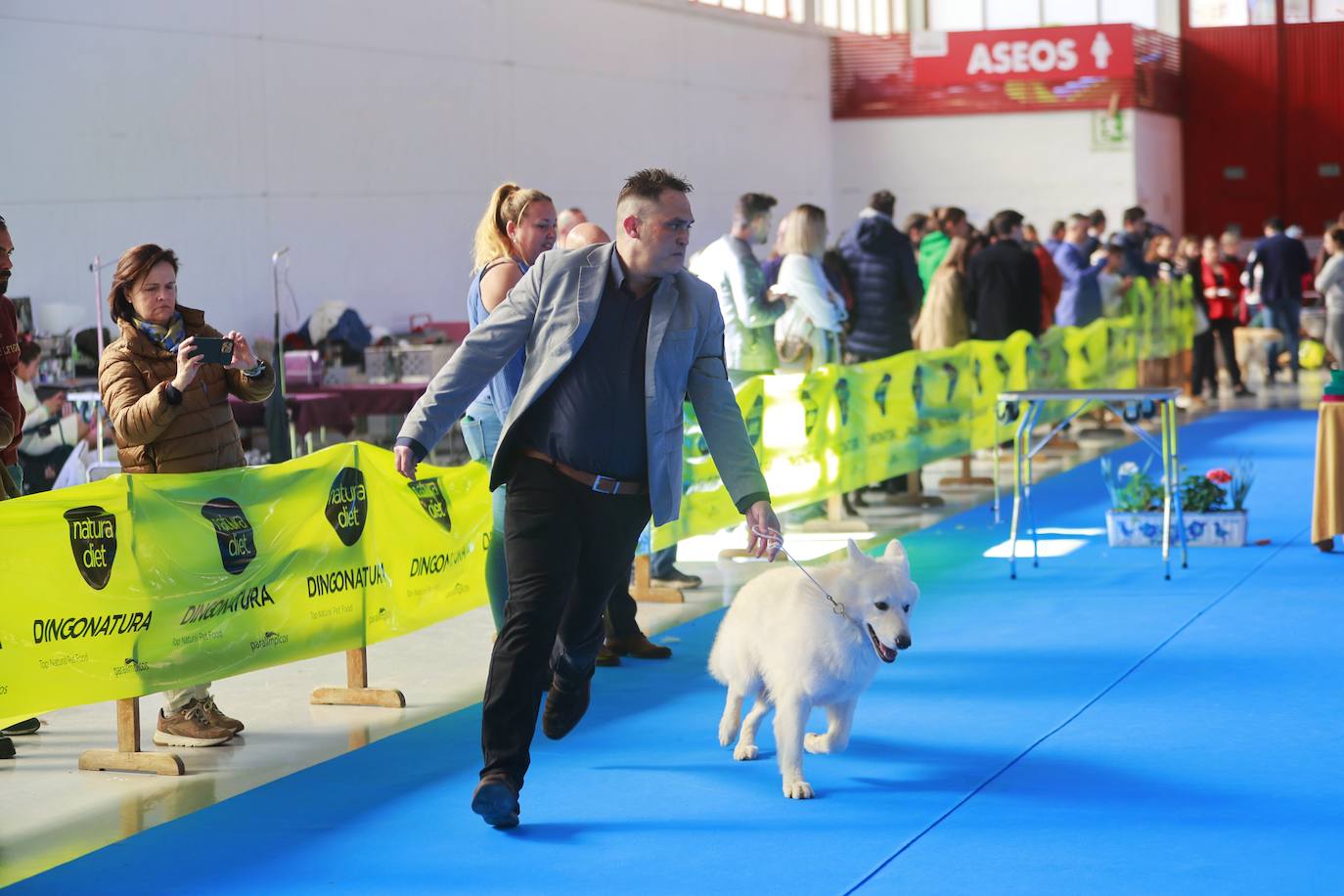 Las mejores fotos del concurso de la Exposición Internacional Canina en Armilla