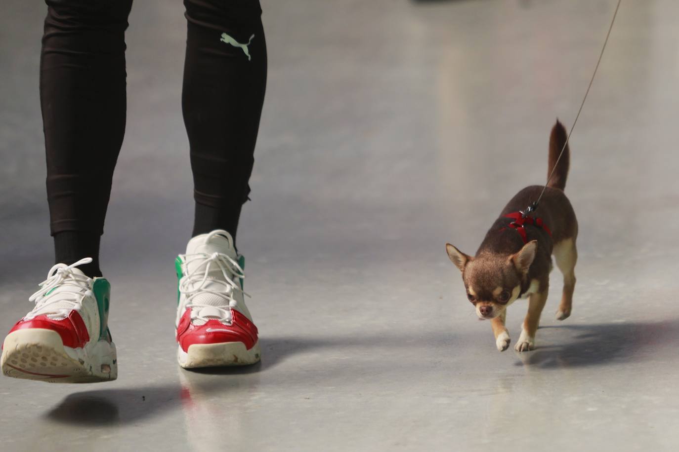 Las mejores fotos del concurso de la Exposición Internacional Canina en Armilla