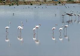 Flamencos en la laguna de Fuente de Piedra, uno de los humedales emblemáticos de Málaga.