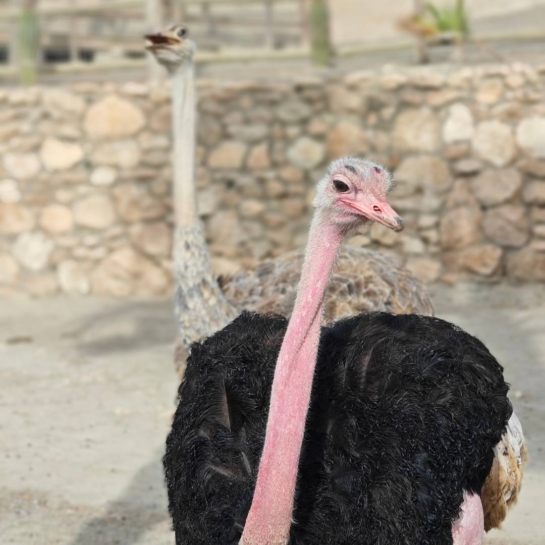 Ejemplar de avestruz de cuello rojo de Oasys Minihollywood.