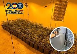 La casa de la maría en Granada: una habitación llena de plantas y 3.000 euros tras el inodoro