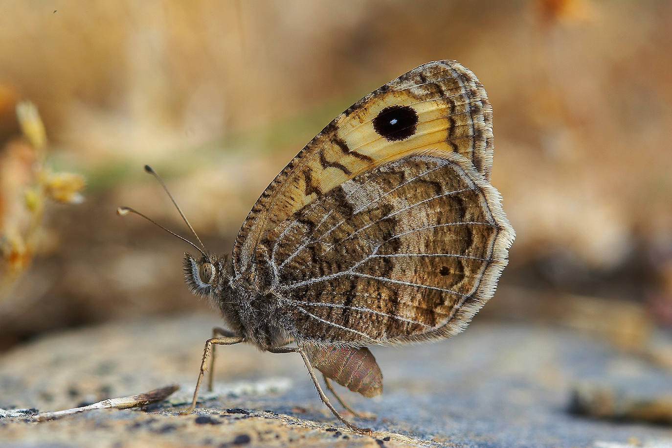 Imagen secundaria 1 - Mariposa briseis, Catro ocelos y Niña de Sierra Nevada. 