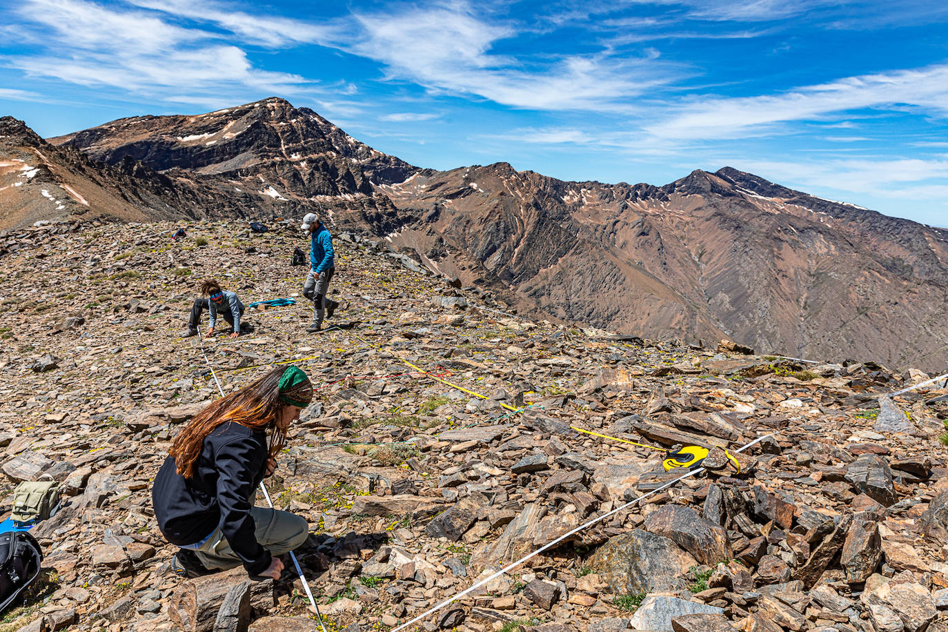 Trabajos de seguimiento de la mariposa Alpina de Sierra Nevada.