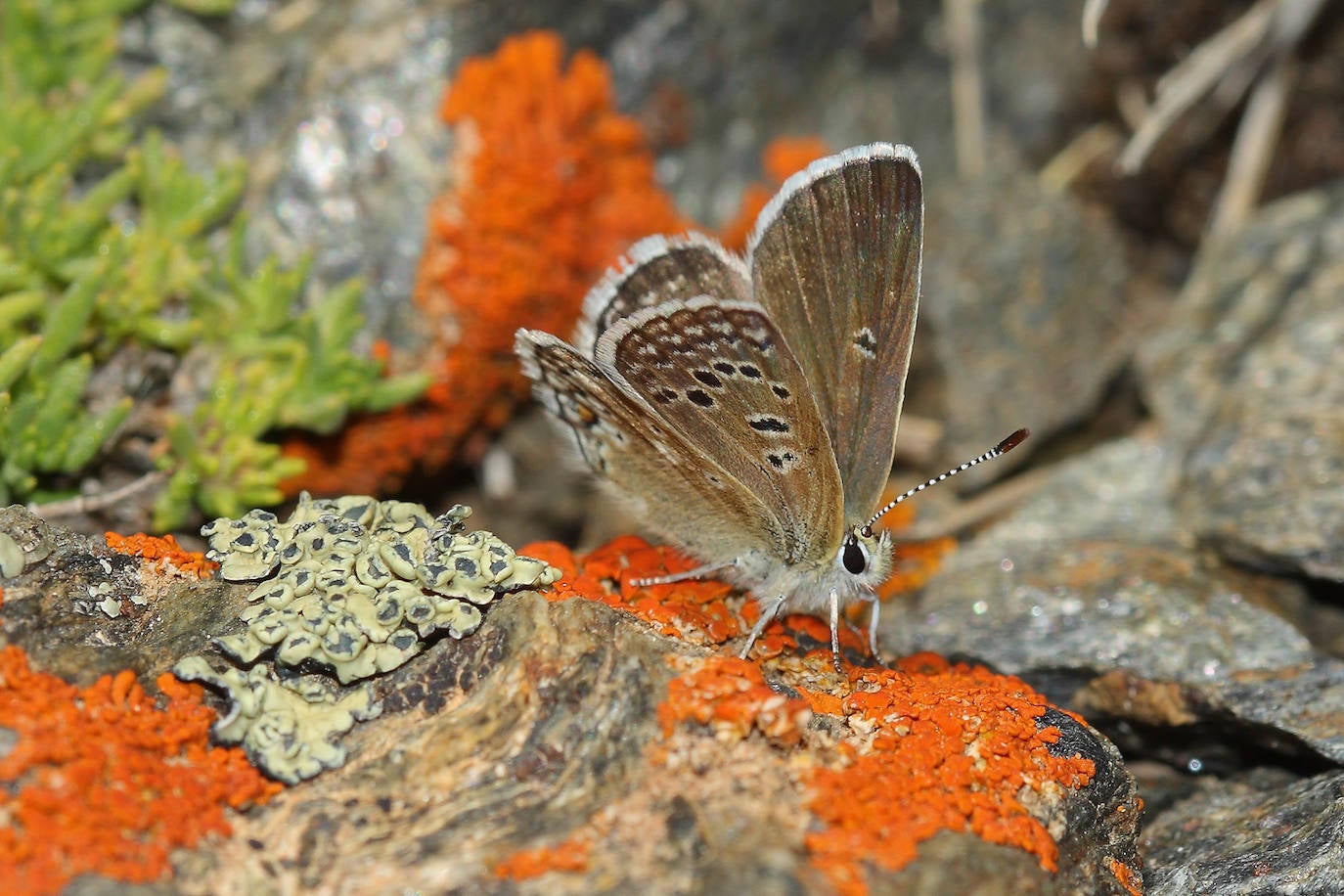 Imagen secundaria 1 - Melanops depositando huevo, Alpina de Sierra Nevada y Blanca del majuelo. 