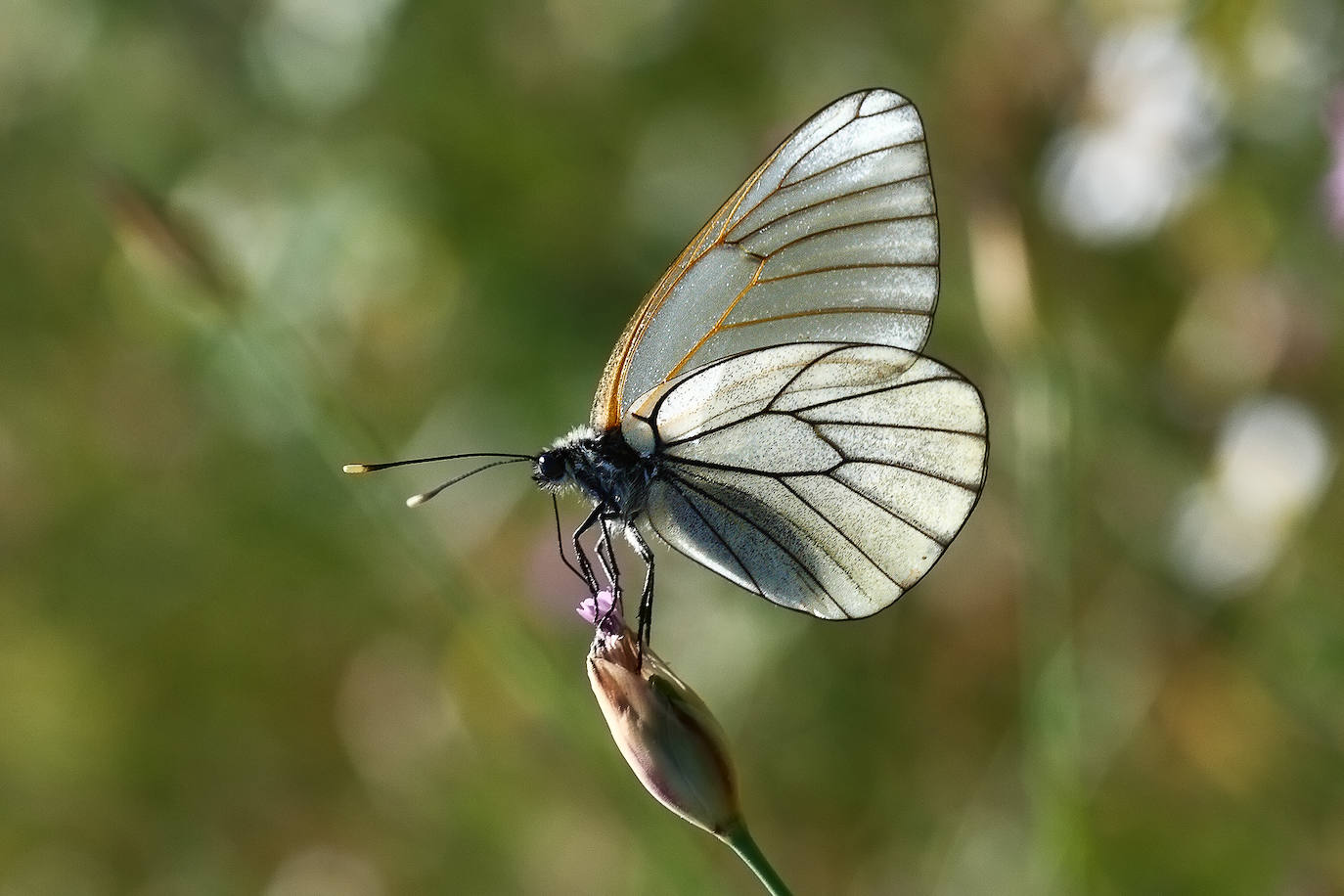 Imagen secundaria 2 - Melanops depositando huevo, Alpina de Sierra Nevada y Blanca del majuelo. 