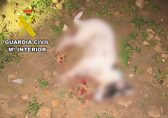 Denuncia la muerte de su perro a perdigonazos en Jaén