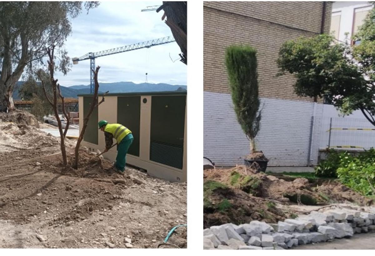 Trasplante de un naranjo y de un ciprés del parque de La Alameda.