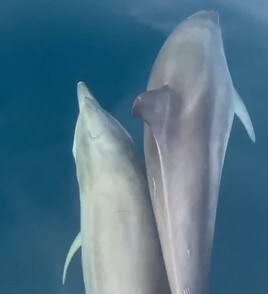 Captura del vídeo de Instagram en el momento que los delfines rodeaban la lancha.