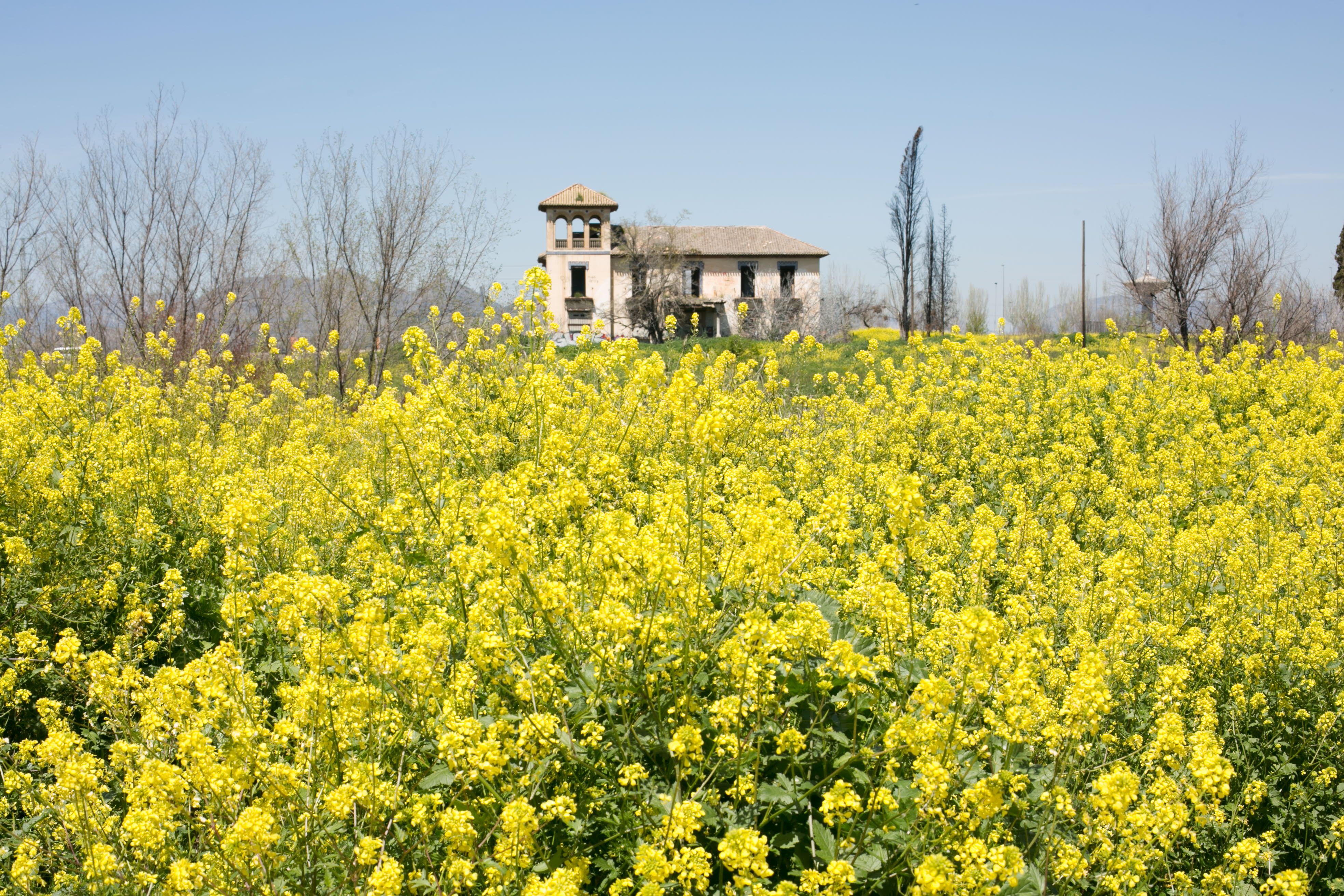 Jaramagos en Granada.