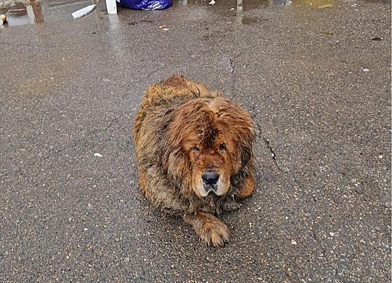 El perro hallado bajo la lluvia este domigo.