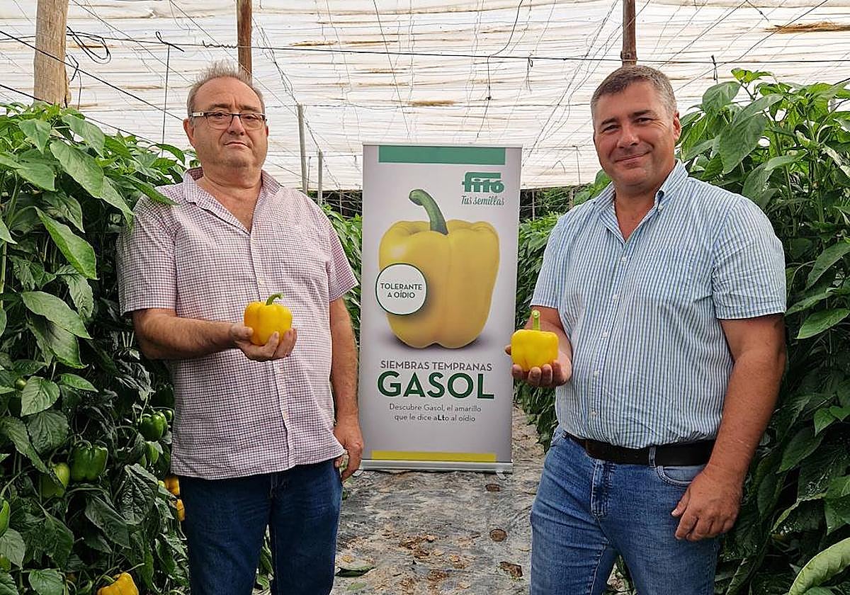 Gasol, el nuevo california amarillo de Semillas Fitó que aporta producción y resistencia a oídio