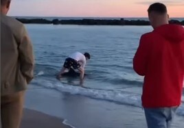 Momento de la reintroducción del delfín en el mar.