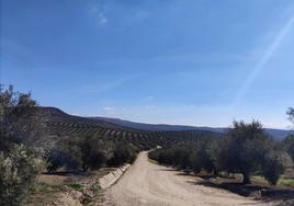 Paisaje de olivar en Porcuna.