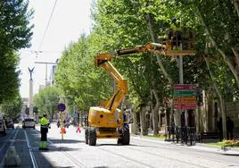 Tareas de poda de FCC para despejar la catenaria del tranvía en el Paseo de la Estación.