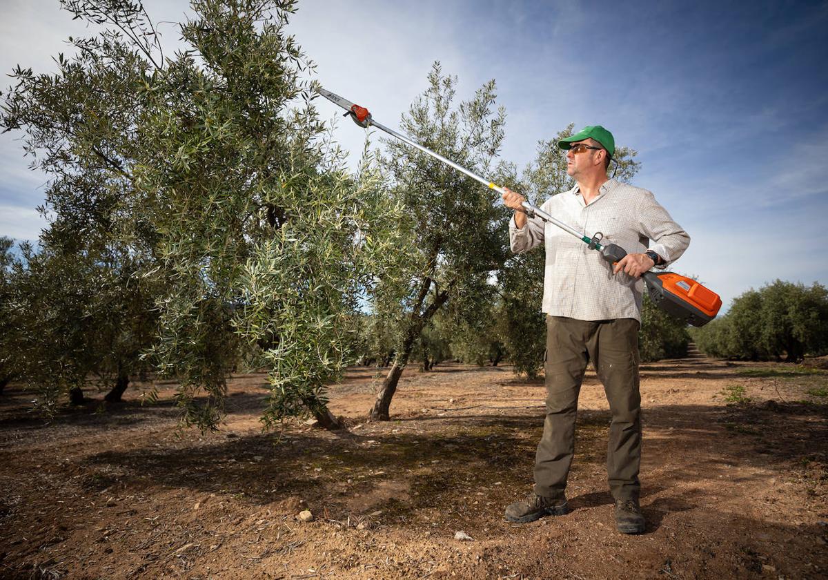 El presidente de la cooperativa de aceite de Íllora, Cristóbal García, en plena tarea de poda del olivar tras las lluvias.