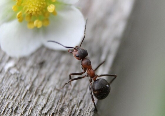 La 'hormiga loca' invade Andalucía: «Es muy difícil acabar con ella».