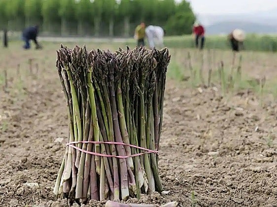 Espárragos de Granada.