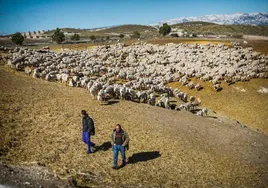 Pastores con un rebaño de mil ovejas, de archivo.