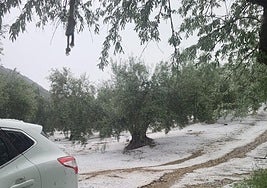 Granizo en el olivar próximo a Alcalá la Real tras las precipitaciones del pasado sábado.