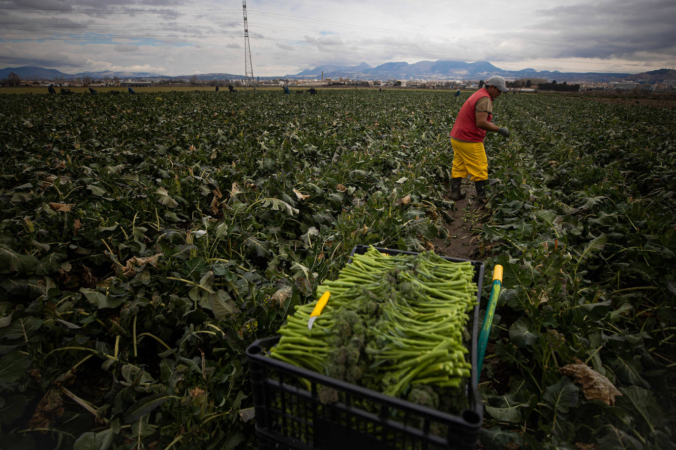 Un cultivo de bimis en la vega de Granada.