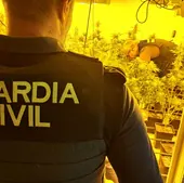 Operación de la Guardia Civil contra el tráfico de marihuana.