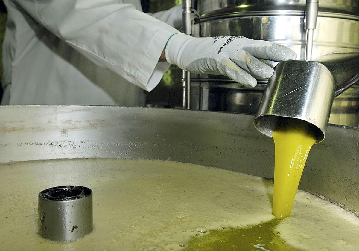 Aceite de oliva en una almazara andaluza.