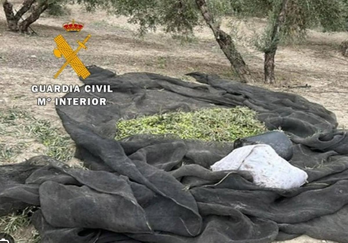 Imagen de archivo de un robo de aceituna en Granada.