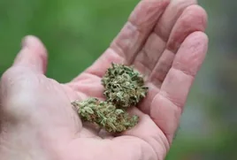 Ocho investigados en una operación contra el cultivo de marihuana en Santa Fe y Fuente Vaqueros