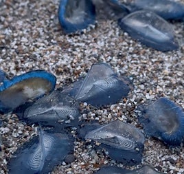Las conocidas como medusas velero en la playa de Vera.