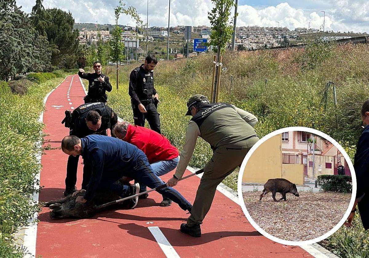 Momento de la captura del jabalí.