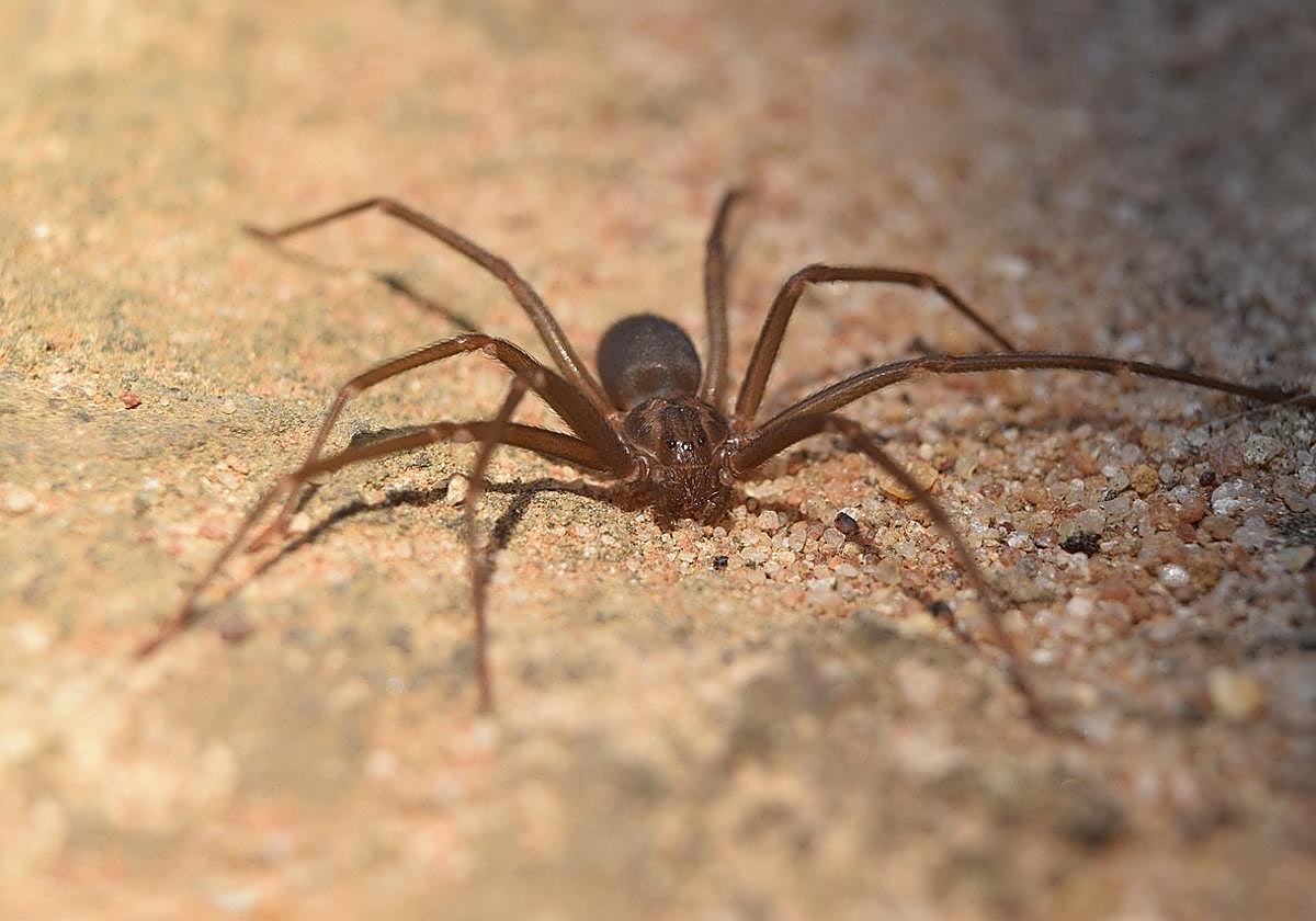 Ejemplar de araña violinista.