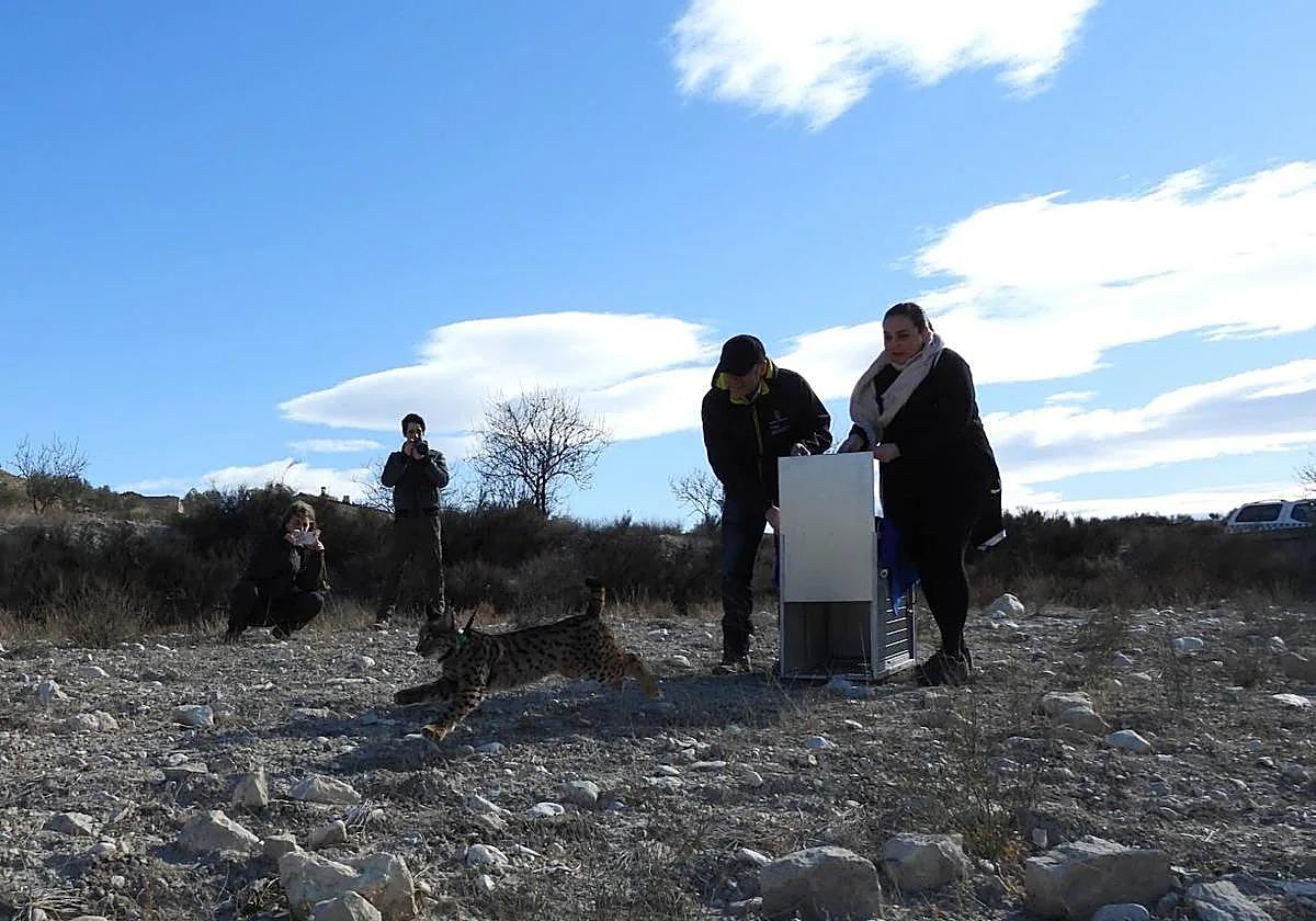 Suelta de linces en la zona de Tierras Altas de Lorca, en Murcia