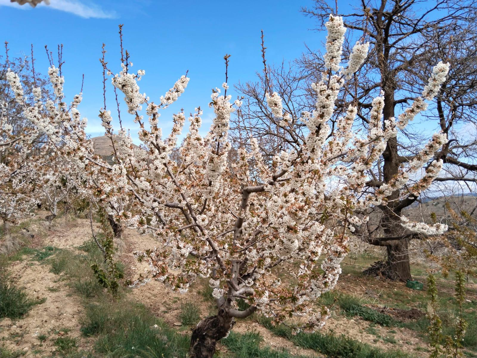 La ruta de los cerezos de Velefique, magia en Los Filabres