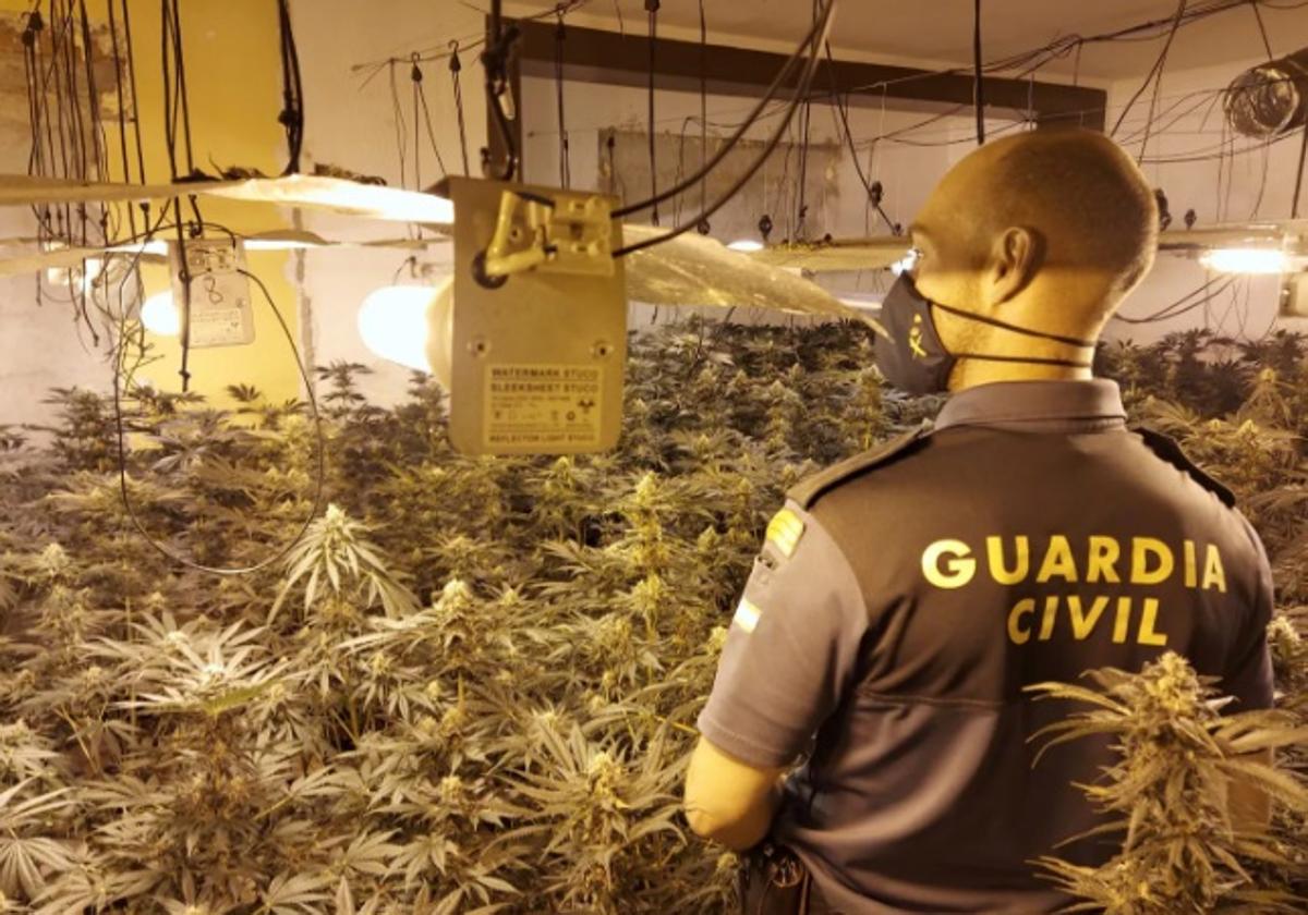 Operación de la Guardia Civil contra la marihuana.