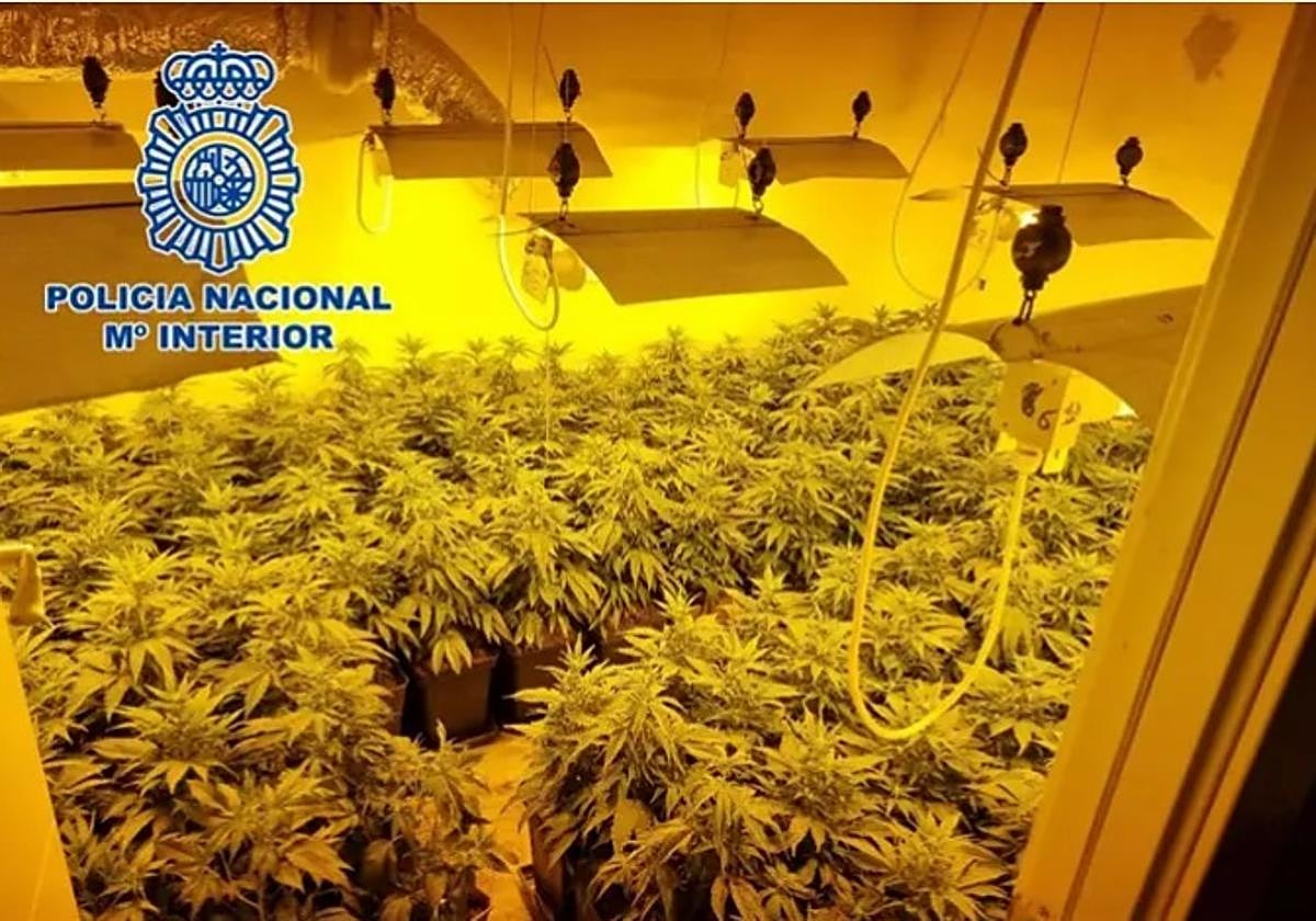 Plantación de marihuana en imagen de archivo.