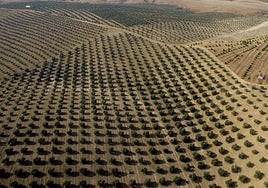 La reunión se realizó entre la Junta, el Ministerio y las organizaciones agrarias.