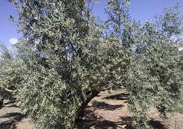 Olivar jienense en esta primavera.