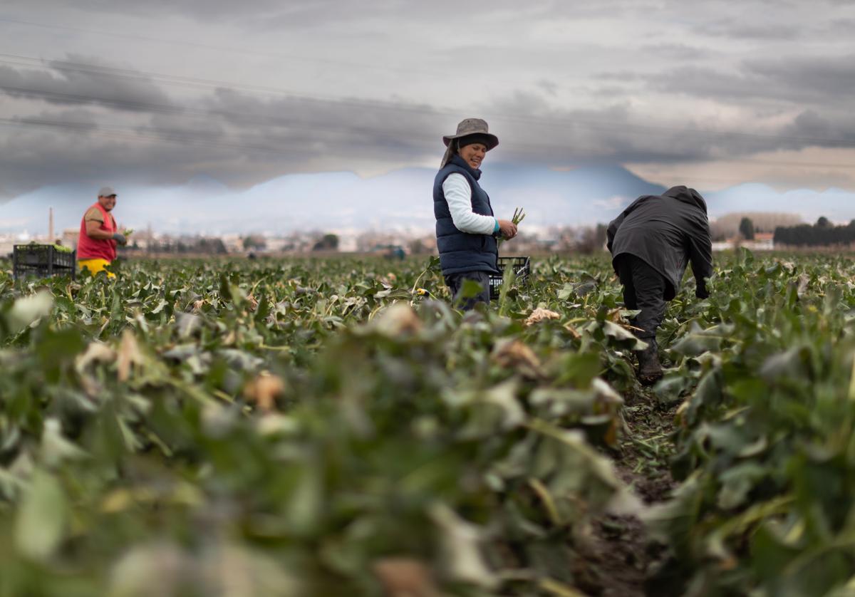 Trabajadores de origen boliviano recogiendo bimis en la Vega de Granada. Pepe Marín