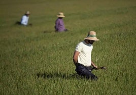 Un grupo de jornaleros durante su labor, en imagen de archivo