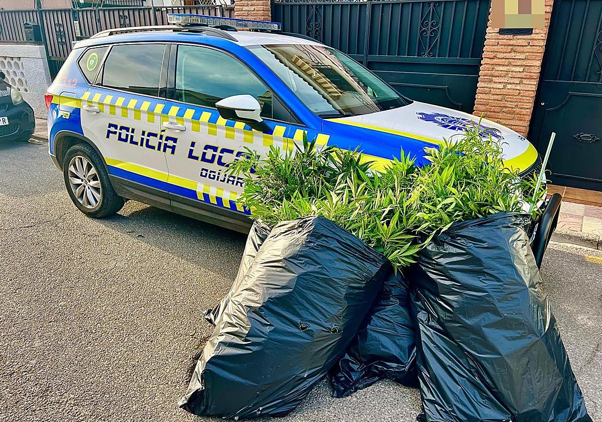 La droga incautada por los Policías en Ogíjares.