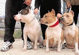 Ejemplares de perros considerados como potencialmente peligrosos.