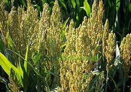 Andalucía critica que la ampliación de la reducción de módulos del IRPF se olvide de sus peticiones