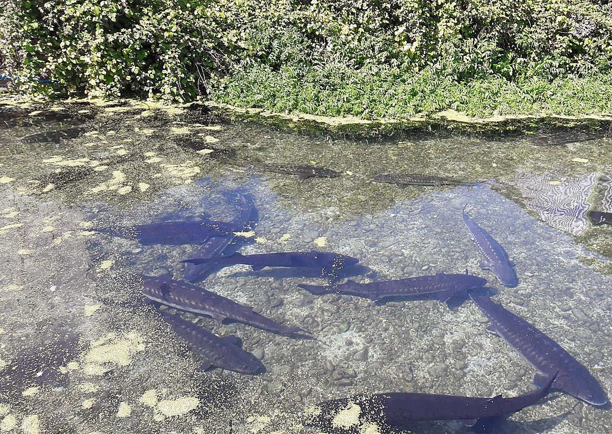 Imagen secundaria 1 - El extraordinario producto de Granada que encanta al chef José Andrés