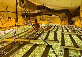 Marihuana encontrada en la operación llevada a cabo en Alhendín y Churriana