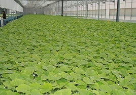 Tecnobioplant, experiencia y garantía de un buen inicio en la producción de ecológico