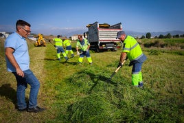 Trabajadores de Inagra cortan las hierbas que tapizarán el suelo de Granada.